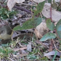 Acanthiza reguloides (Buff-rumped Thornbill) at Red Hill Nature Reserve - 21 Jul 2019 by JackyF