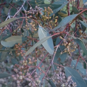 Eucalyptus polyanthemos at Red Hill Nature Reserve - 21 Jul 2019