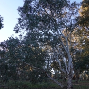 Eucalyptus polyanthemos at Red Hill to Yarralumla Creek - 21 Jul 2019