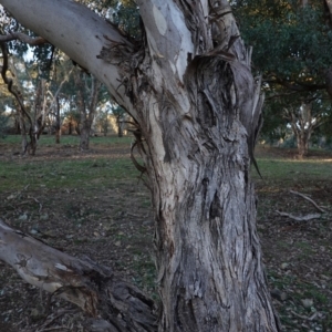 Eucalyptus polyanthemos at Red Hill to Yarralumla Creek - 21 Jul 2019