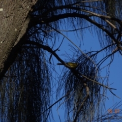 Nesoptilotis leucotis (White-eared Honeyeater) at Red Hill Nature Reserve - 15 Jul 2019 by TomT