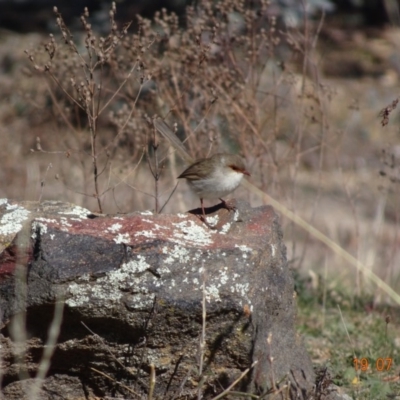 Malurus cyaneus (Superb Fairywren) at Red Hill Nature Reserve - 19 Jul 2019 by TomT