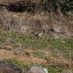 Malurus cyaneus at Red Hill Nature Reserve - 19 Jul 2019