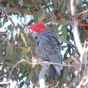 Callocephalon fimbriatum at Hughes, ACT - suppressed