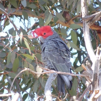 Callocephalon fimbriatum (Gang-gang Cockatoo) at GG229 - 21 Jul 2019 by TomT