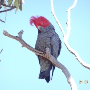Callocephalon fimbriatum at Hughes, ACT - suppressed