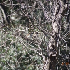 Malurus cyaneus (Superb Fairywren) at Red Hill Nature Reserve - 21 Jul 2019 by TomT