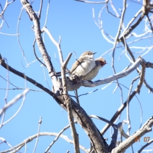 Malurus cyaneus at Red Hill Nature Reserve - 21 Jul 2019 11:58 AM