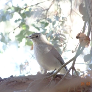 Colluricincla harmonica at Red Hill Nature Reserve - 21 Jul 2019