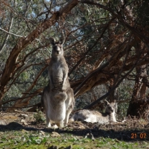 Macropus giganteus at Red Hill Nature Reserve - 21 Jul 2019 12:13 PM