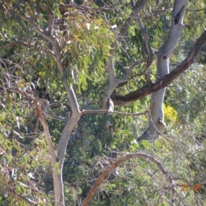 Colluricincla harmonica at Red Hill Nature Reserve - 21 Jul 2019 01:06 PM