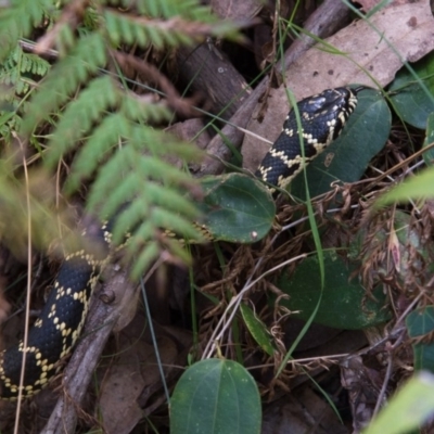 Hoplocephalus bungaroides (Broad-headed Snake) at Morton National Park - 18 Oct 2014 by NigeHartley