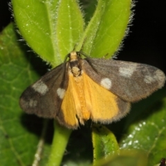 Anestia (genus) (A tiger moth) at Evatt, ACT - 17 Nov 2017 by TimL