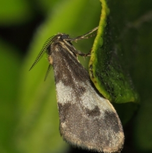 Anestia (genus) at Evatt, ACT - 17 Nov 2017 05:14 AM