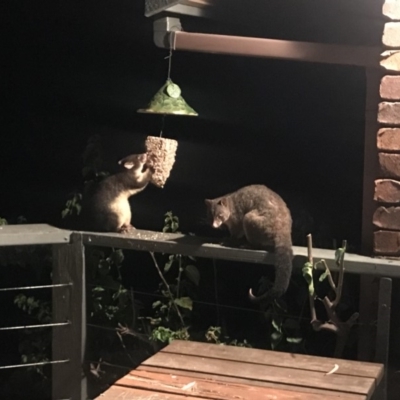 Trichosurus vulpecula (Common Brushtail Possum) at Doonan, QLD - 21 Feb 2019 by JBudgie