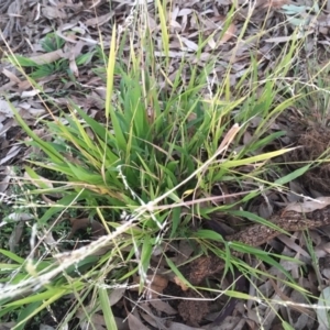 Ehrharta erecta at Griffith Woodland - 21 Jul 2019 05:07 PM