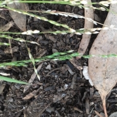 Ehrharta erecta at Griffith Woodland - 21 Jul 2019 05:07 PM