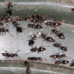 Technomyrmex sp. (genus) at Evatt, ACT - 19 Nov 2017