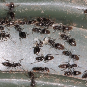 Technomyrmex sp. (genus) at Evatt, ACT - 19 Nov 2017