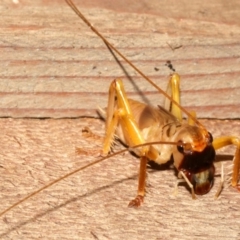 Gryllacrididae (family) (Wood, Raspy or Leaf Rolling Cricket) at Rosedale, NSW - 12 Jul 2019 by jb2602