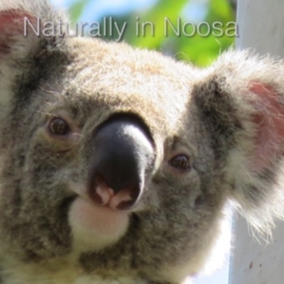 Phascolarctos cinereus (Koala) at Tewantin, QLD - 10 Mar 2019 by Wildling