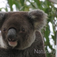 Phascolarctos cinereus (Koala) at Tewantin, QLD - 5 Mar 2019 by Wildling