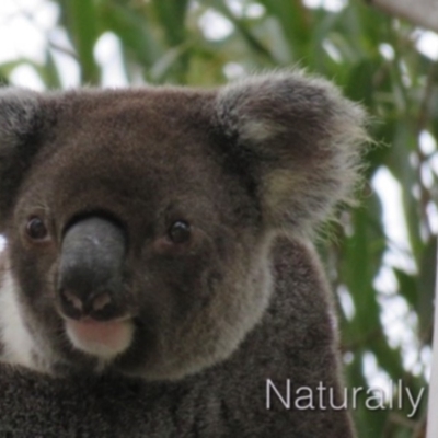 Phascolarctos cinereus (Koala) at Tewantin, QLD - 5 Mar 2019 by Wildling