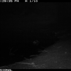 Phascolarctos cinereus (Koala) at Canyonleigh - 17 Jul 2019 by Margot