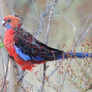 Platycercus elegans at Point Hut to Tharwa - 11 Feb 2014 07:46 PM