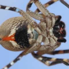 Neosparassus calligaster (Beautiful Badge Huntsman) at Evatt, ACT - 19 Nov 2017 by TimL