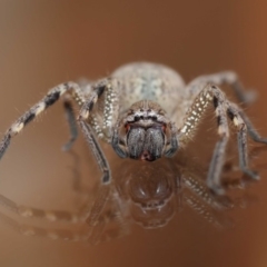 Neosparassus calligaster at Evatt, ACT - 19 Nov 2017 04:36 PM