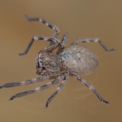 Neosparassus calligaster at Evatt, ACT - 19 Nov 2017 04:36 PM