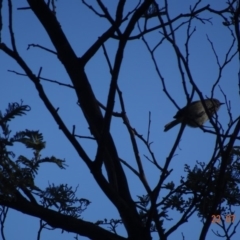 Acanthiza pusilla (Brown Thornbill) at Red Hill Nature Reserve - 22 Jul 2019 by TomT