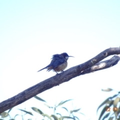 Acanthorhynchus tenuirostris (Eastern Spinebill) at Red Hill Nature Reserve - 22 Jul 2019 by TomT