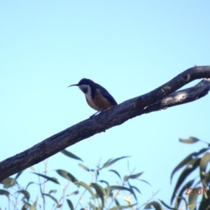 Acanthorhynchus tenuirostris at Red Hill Nature Reserve - 22 Jul 2019