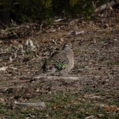 Phaps chalcoptera (Common Bronzewing) at Red Hill Nature Reserve - 22 Jul 2019 by TomT