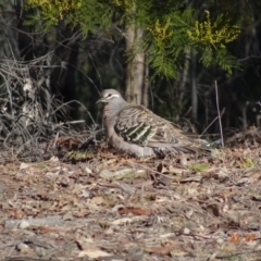 Phaps chalcoptera at Red Hill Nature Reserve - 22 Jul 2019