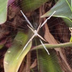 Argiope sp. (genus) (A St. Andrew's cross spider) at Peregian Beach, QLD - 21 Jul 2019 by AaronClausen