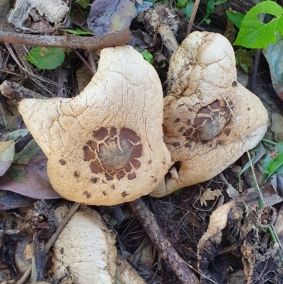 Unidentified Fungus at Peregian Beach, QLD - 22 Jul 2019 by AaronClausen