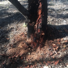 Zanda funerea at Red Hill Nature Reserve - 21 Jul 2019