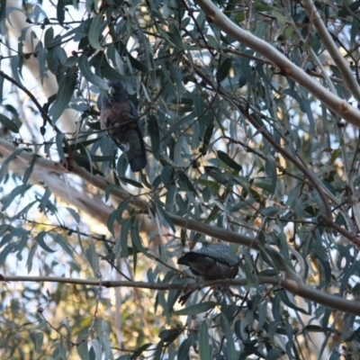 Callocephalon fimbriatum (Gang-gang Cockatoo) at Hughes, ACT - 22 Jul 2019 by LisaH