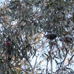 Callocephalon fimbriatum at Hughes, ACT - 22 Jul 2019