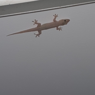 Hemidactylus frenatus (Asian House Gecko) at Peregian Beach, QLD - 22 Jul 2019 by AaronClausen