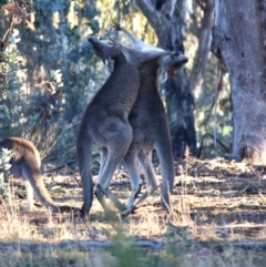 Macropus giganteus (Eastern Grey Kangaroo) at Hughes, ACT - 22 Jul 2019 by LisaH