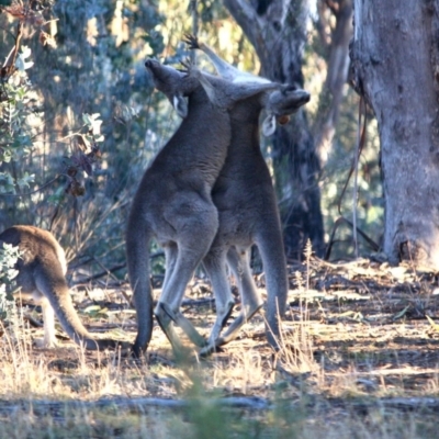 Macropus giganteus (Eastern Grey Kangaroo) at Hughes, ACT - 22 Jul 2019 by LisaH
