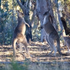 Macropus giganteus at Hughes, ACT - 22 Jul 2019