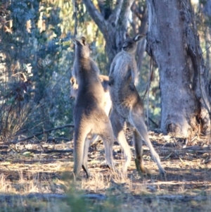 Macropus giganteus at Hughes, ACT - 22 Jul 2019