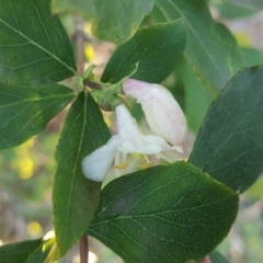 Lonicera fragrantissima (Winter Honeysuckle) at Isaacs Ridge and Nearby - 19 Jul 2019 by Mike