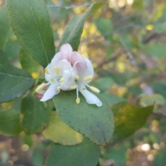 Lonicera fragrantissima at Isaacs Ridge and Nearby - 19 Jul 2019