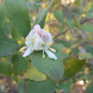 Lonicera fragrantissima at Isaacs Ridge and Nearby - 19 Jul 2019